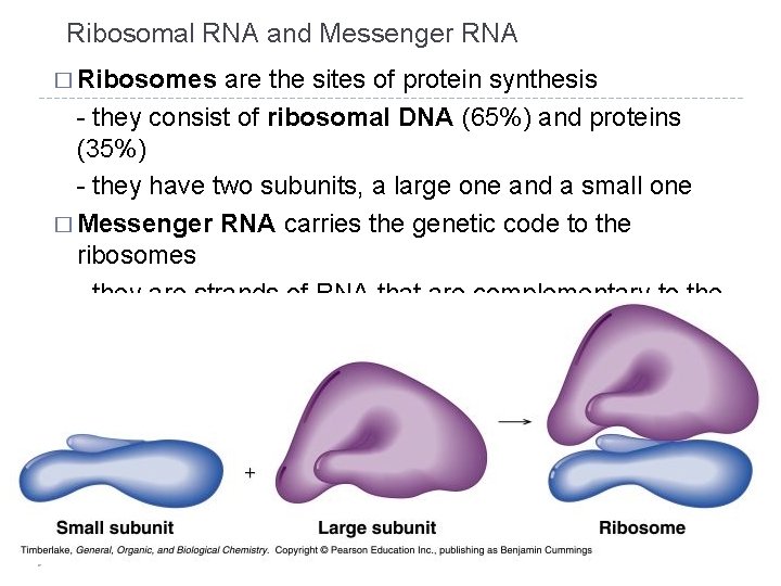 Ribosomal RNA and Messenger RNA � Ribosomes are the sites of protein synthesis -