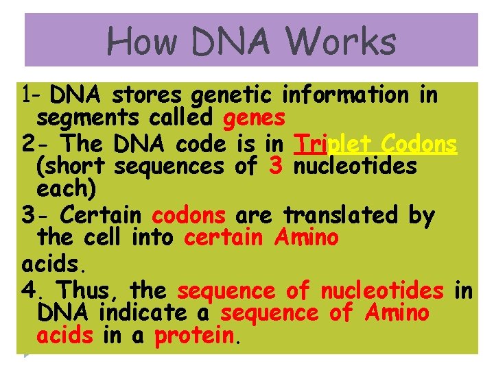 How DNA Works 1 - DNA stores genetic information in segments called genes 2