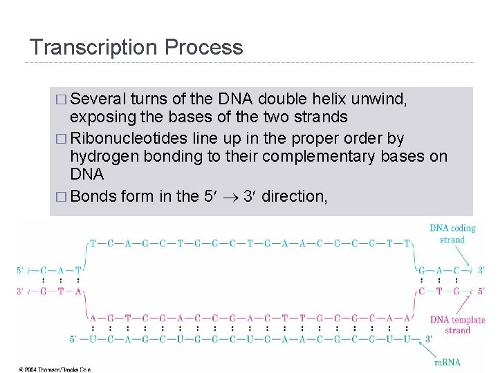 Transcription Process � Several turns of the DNA double helix unwind, exposing the bases