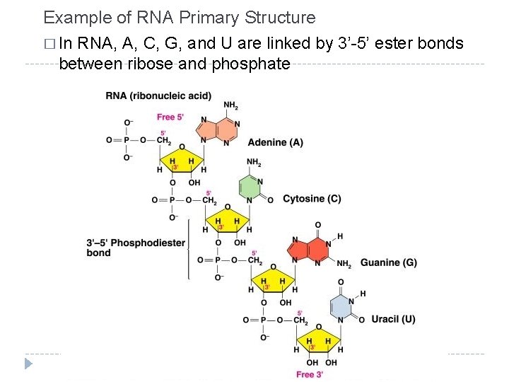 Example of RNA Primary Structure � In RNA, A, C, G, and U are