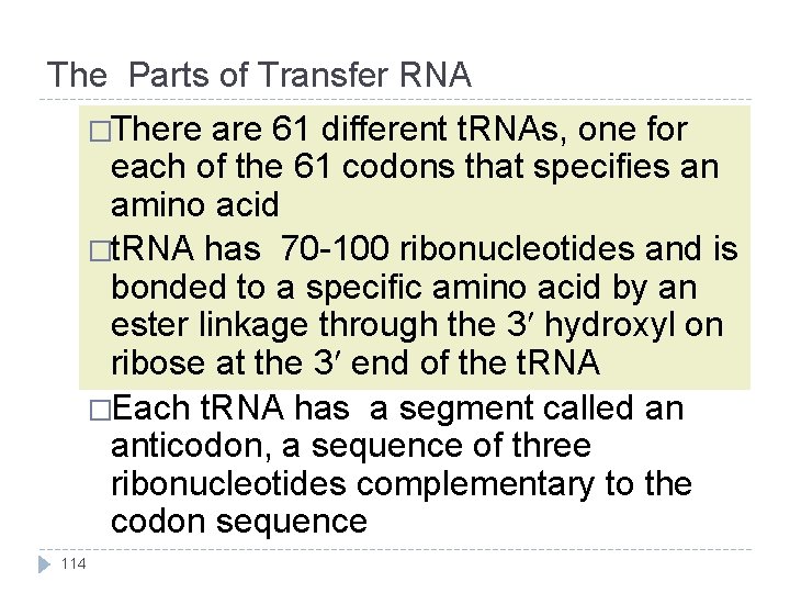 The Parts of Transfer RNA �There are 61 different t. RNAs, one for each