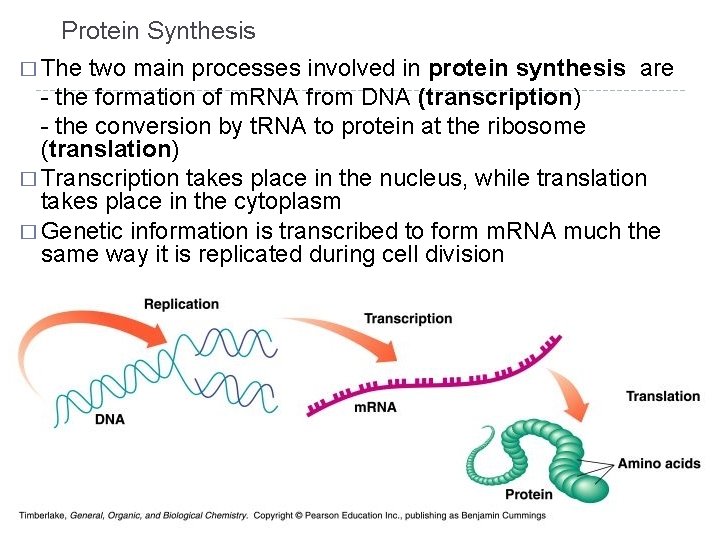 Protein Synthesis � The two main processes involved in protein synthesis are - the