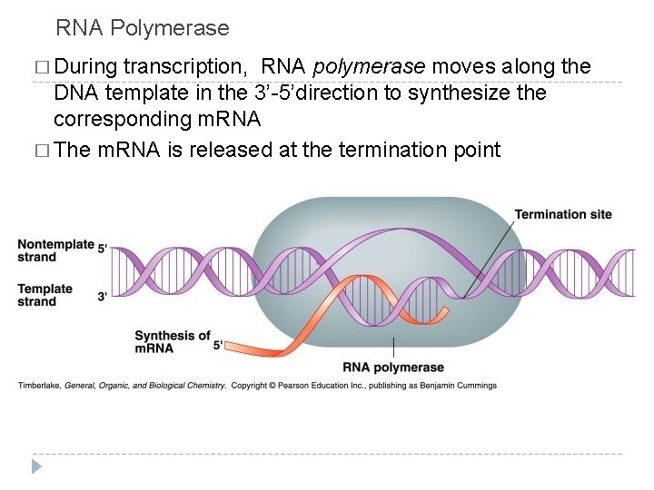 RNA Polymerase � During transcription, RNA polymerase moves along the DNA template in the