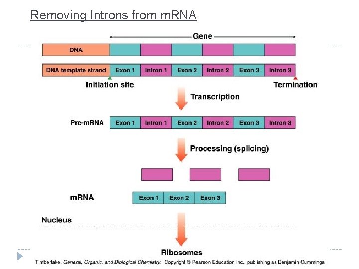 Removing Introns from m. RNA 