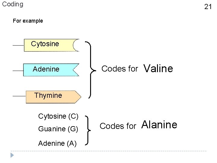 Coding 21 For example Cytosine Adenine Codes for Valine Codes for Alanine Thymine Cytosine