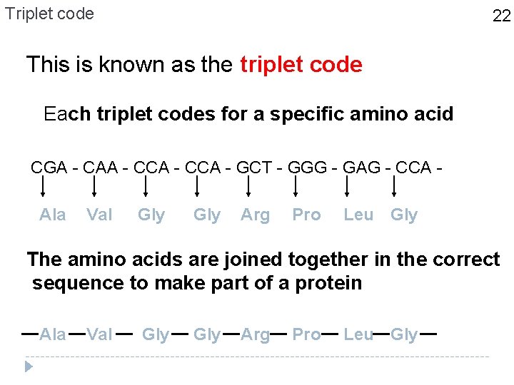 Triplet code 22 This is known as the triplet code Each triplet codes for