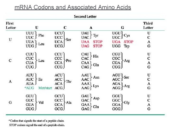 m. RNA Codons and Associated Amino Acids 
