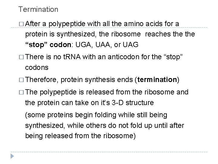 Termination � After a polypeptide with all the amino acids for a protein is
