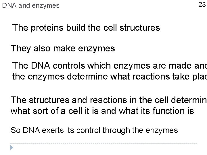 DNA and enzymes 23 The proteins build the cell structures They also make enzymes