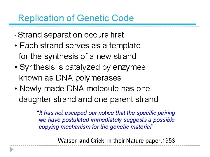 Replication of Genetic Code • Strand separation occurs first • Each strand serves as