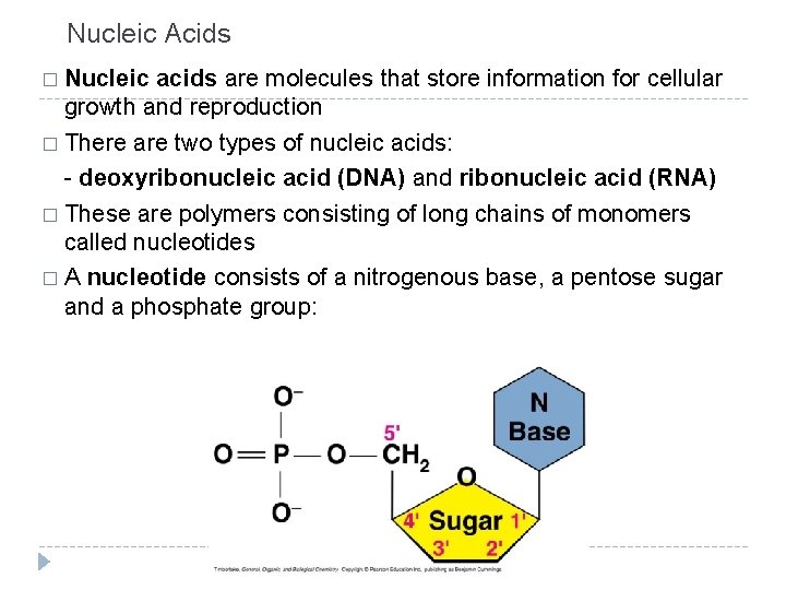 Nucleic Acids � Nucleic acids are molecules that store information for cellular growth and