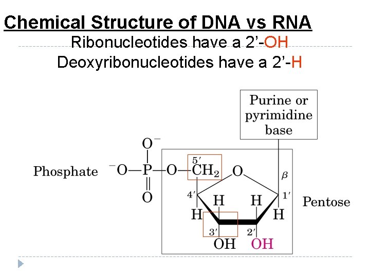 Chemical Structure of DNA vs RNA Ribonucleotides have a 2’-OH Deoxyribonucleotides have a 2’-H