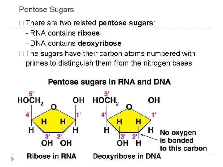 Pentose Sugars � There are two related pentose sugars: - RNA contains ribose -