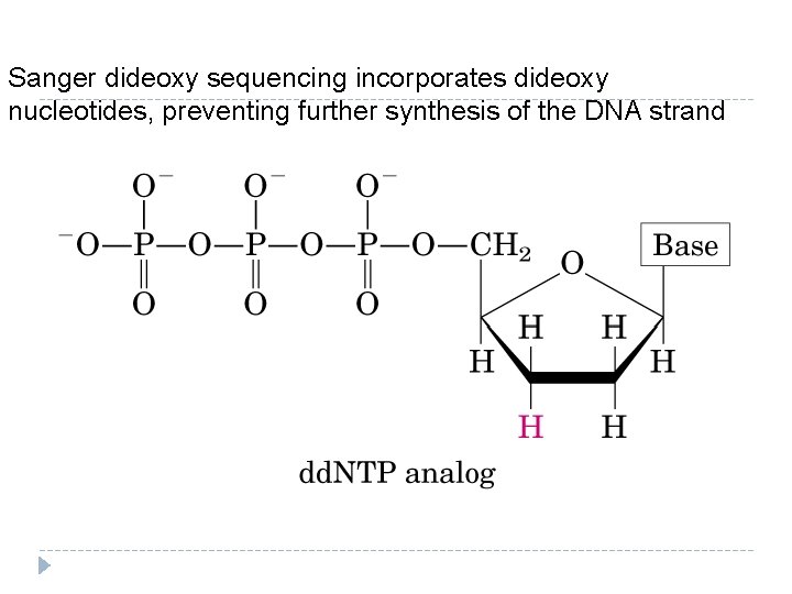 Sanger dideoxy sequencing incorporates dideoxy nucleotides, preventing further synthesis of the DNA strand 