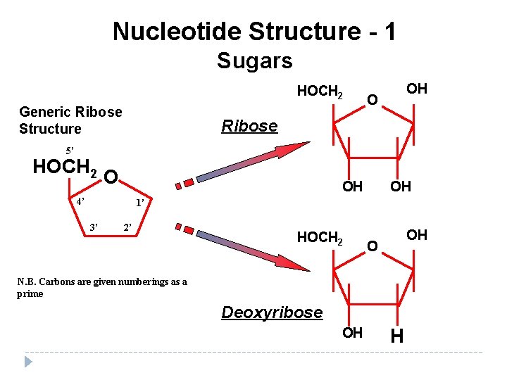 Nucleotide Structure - 1 Sugars HOCH 2 Generic Ribose Structure OH O Ribose 5’