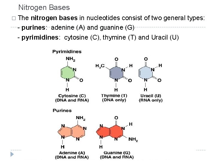 Nitrogen Bases � The nitrogen bases in nucleotides consist of two general types: -