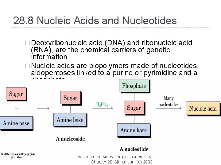 28. 8 Nucleic Acids and Nucleotides � Deoxyribonucleic acid (DNA) and ribonucleic acid (RNA),