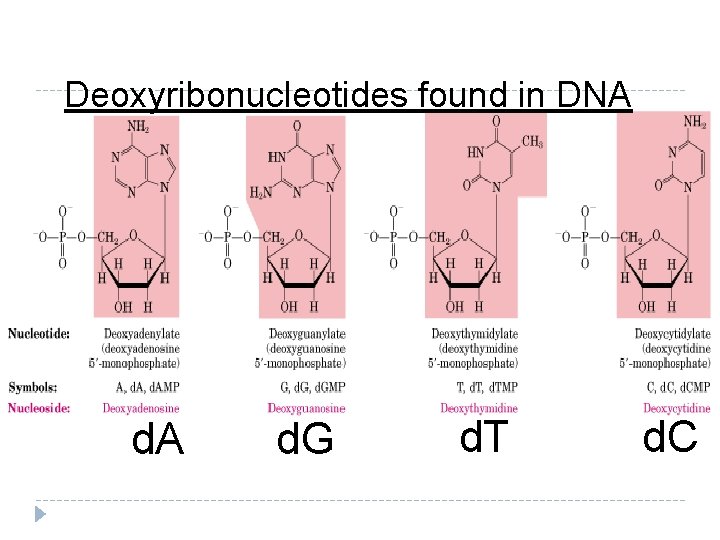 Deoxyribonucleotides found in DNA d. G d. T d. C 