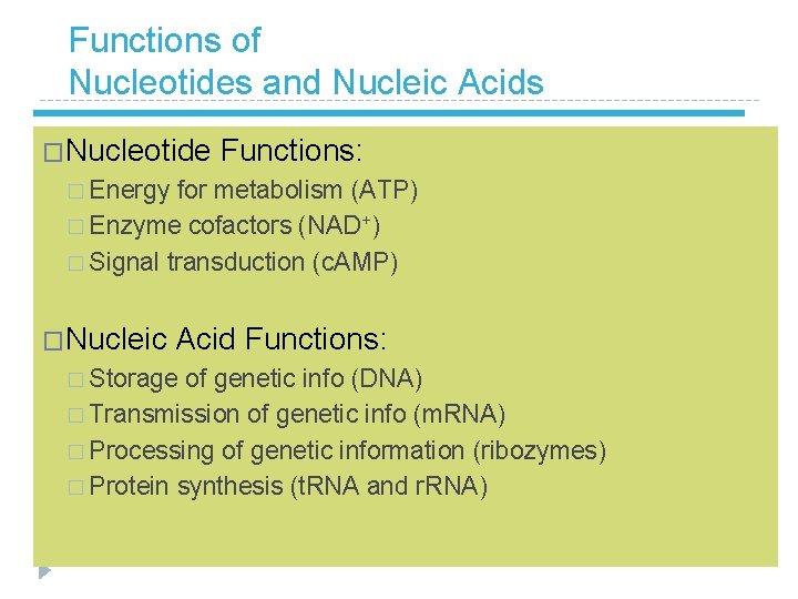 Functions of Nucleotides and Nucleic Acids �Nucleotide Functions: � Energy for metabolism (ATP) �