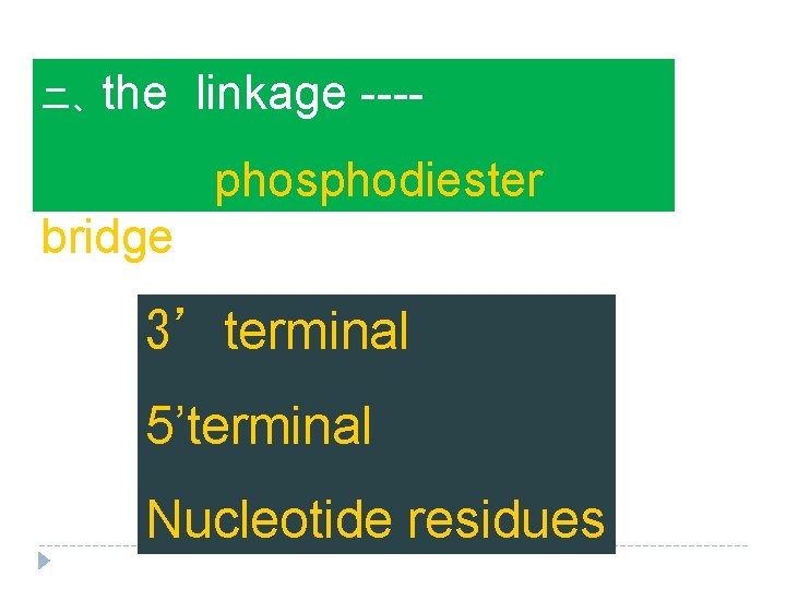 二、the linkage ---phosphodiester bridge 3’terminal 5’terminal Nucleotide residues 