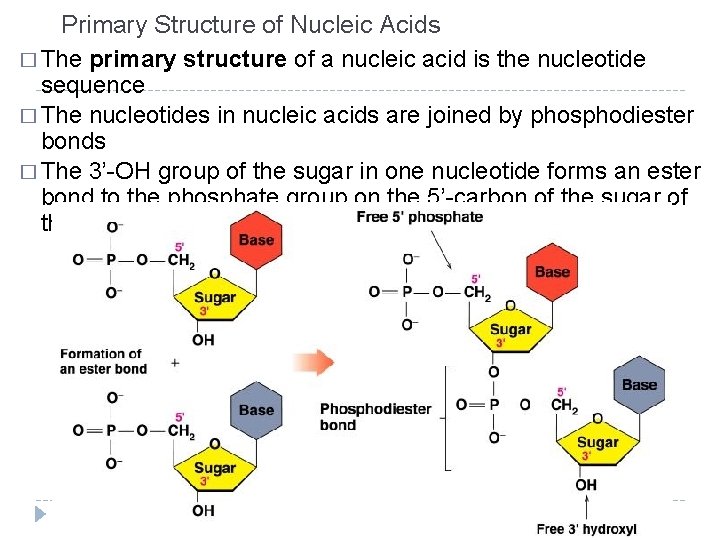 Primary Structure of Nucleic Acids � The primary structure of a nucleic acid is