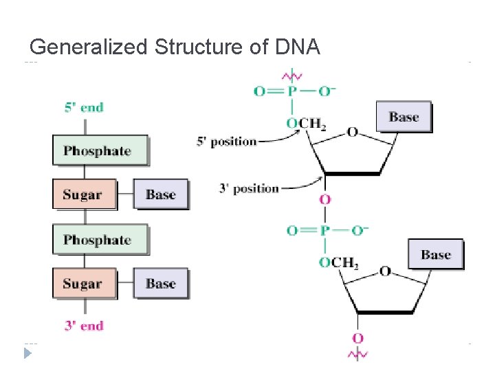 Generalized Structure of DNA 57 