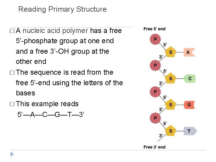 Reading Primary Structure �A nucleic acid polymer has a free 5’-phosphate group at one