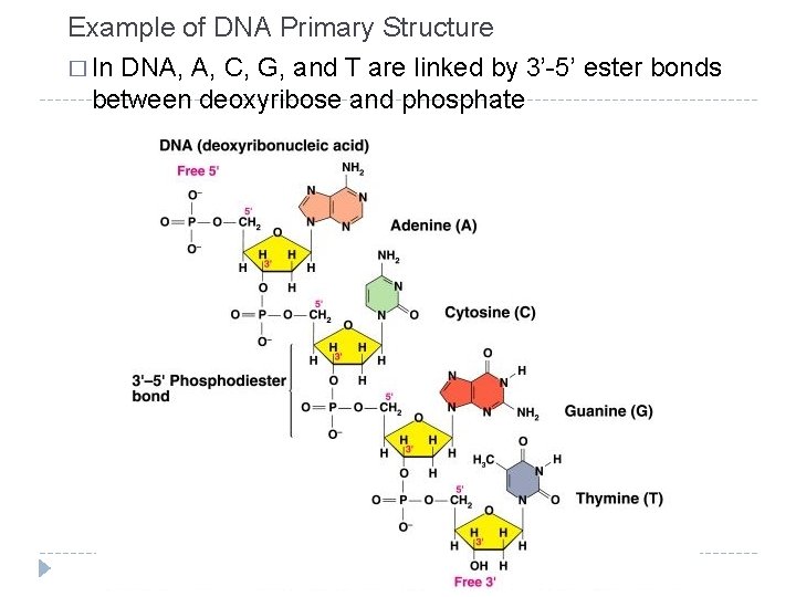 Example of DNA Primary Structure � In DNA, A, C, G, and T are