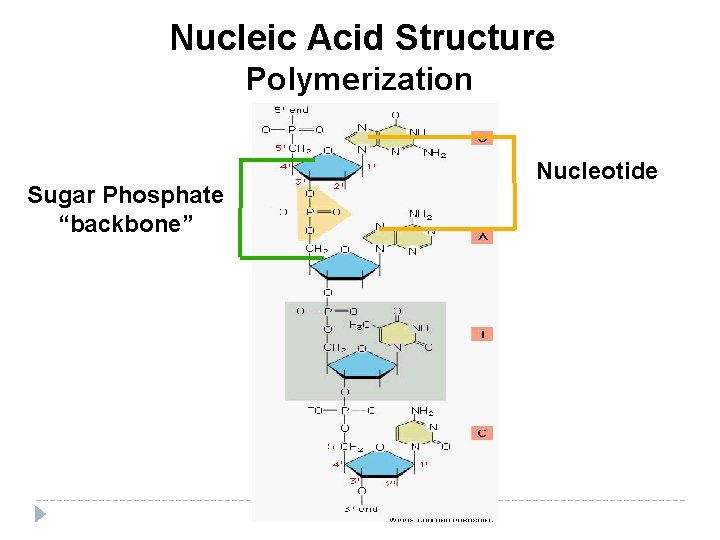 Nucleic Acid Structure Polymerization Sugar Phosphate “backbone” Nucleotide 