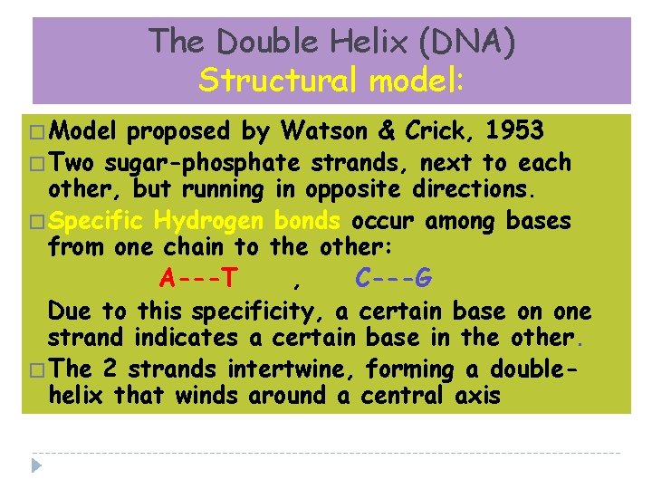 The Double Helix (DNA) Structural model: �Model proposed by Watson & Crick, 1953 �Two