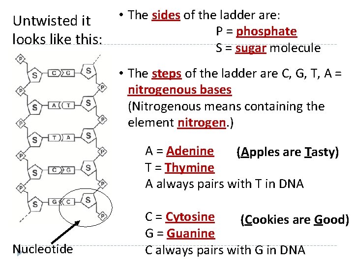 Untwisted it looks like this: • The sides of the ladder are: P =