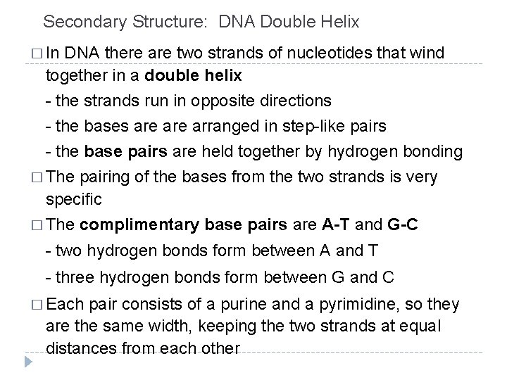 Secondary Structure: DNA Double Helix � In DNA there are two strands of nucleotides