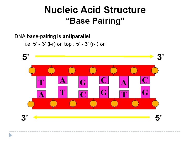 Nucleic Acid Structure “Base Pairing” DNA base-pairing is antiparallel i. e. 5’ - 3’