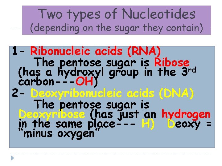 Two types of Nucleotides (depending on the sugar they contain) 1 - Ribonucleic acids