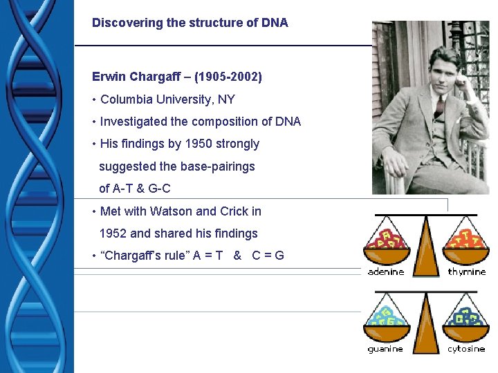 Discovering the structure of DNA Erwin Chargaff – (1905 -2002) • Columbia University, NY