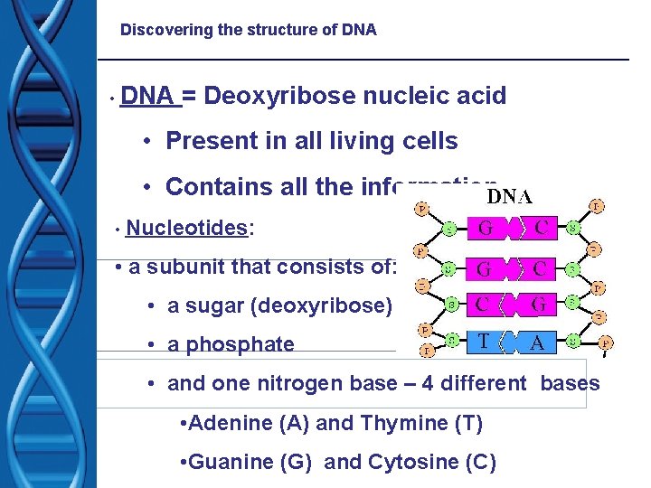 Discovering the structure of DNA • DNA = Deoxyribose nucleic acid • Present in