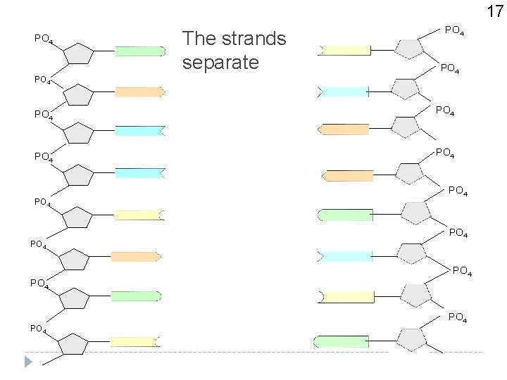 17 PO 4 The strands separate PO 4 PO 4 PO 4 PO 4