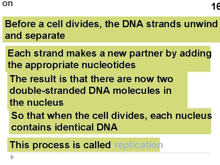 on 16 Before a cell divides, the DNA strands unwind and separate Each strand