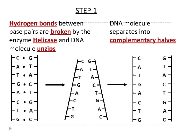 STEP 1 Hydrogen bonds between base pairs are broken by the enzyme Helicase and