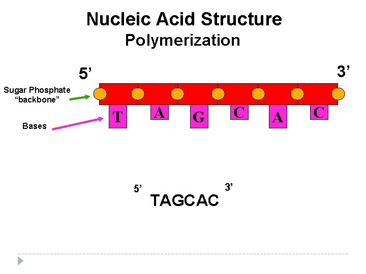 Nucleic Acid Structure Polymerization 3’ 5’ Sugar Phosphate “backbone” Bases A T 5’ C