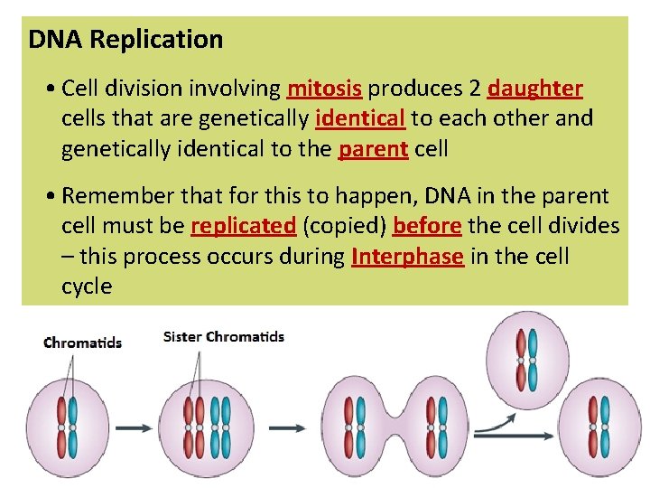 DNA Replication • Cell division involving mitosis produces 2 daughter cells that are genetically