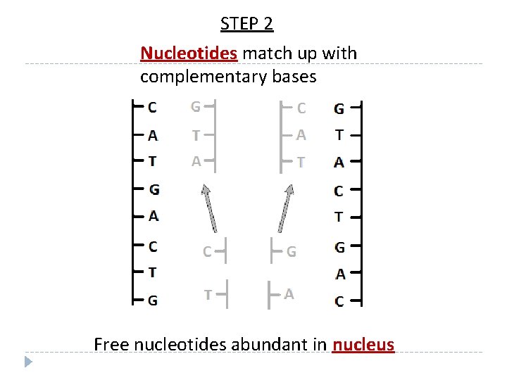 STEP 2 Nucleotides match up with complementary bases Free nucleotides abundant in nucleus 