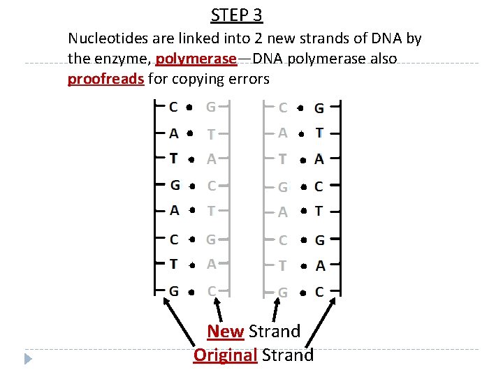 STEP 3 Nucleotides are linked into 2 new strands of DNA by the enzyme,