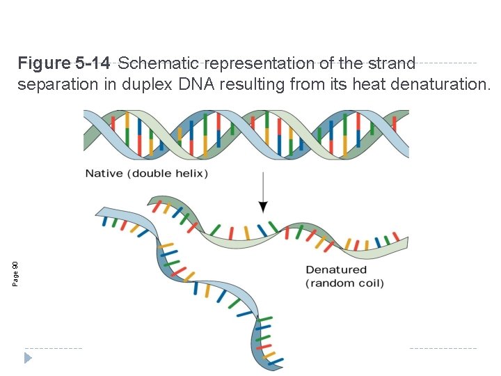 Page 90 Figure 5 -14 Schematic representation of the strand separation in duplex DNA