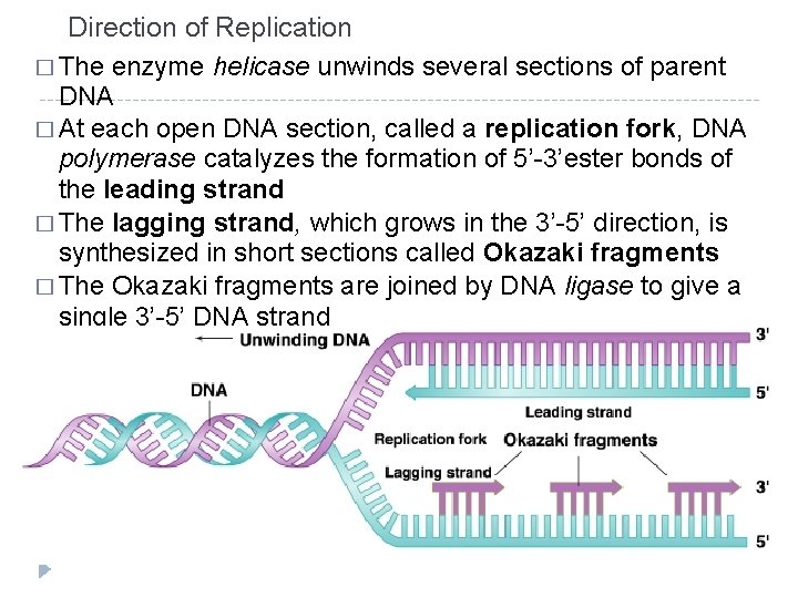 Direction of Replication � The enzyme helicase unwinds several sections of parent DNA �