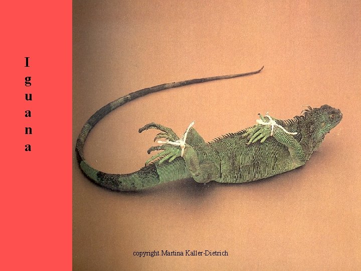 I g u a n a copyright. Martina Kaller-Dietrich 