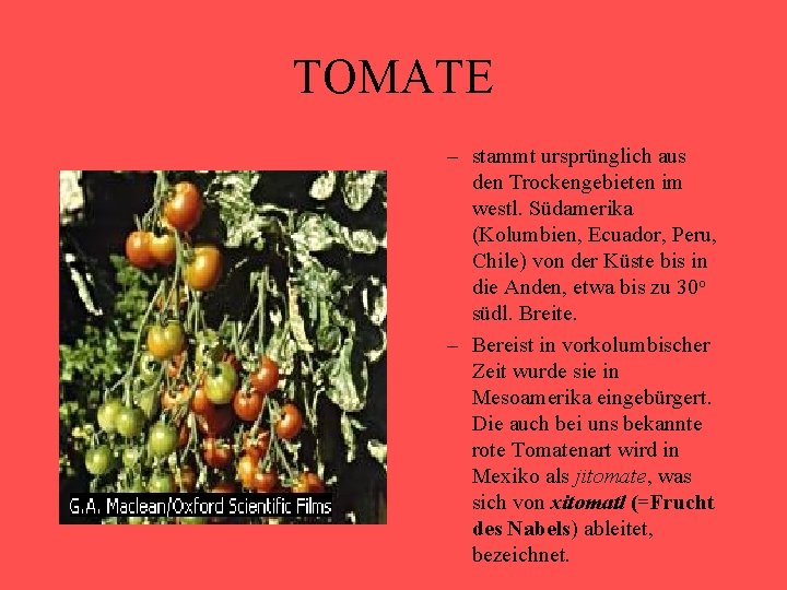 TOMATE – stammt ursprünglich aus den Trockengebieten im westl. Südamerika (Kolumbien, Ecuador, Peru, Chile)