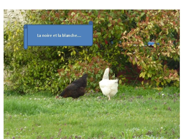 La noire et la blanche…. La noire et la blanche….