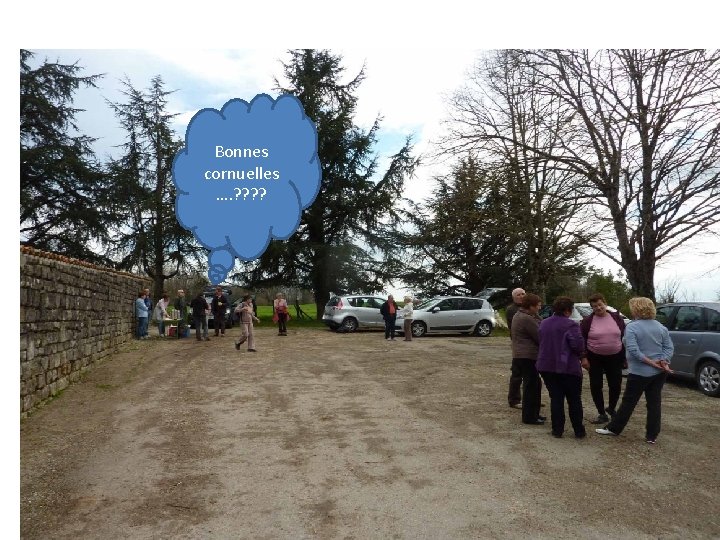 Bonnes cornuelles …. ? ? Bonnes cornuelles …. ? ?