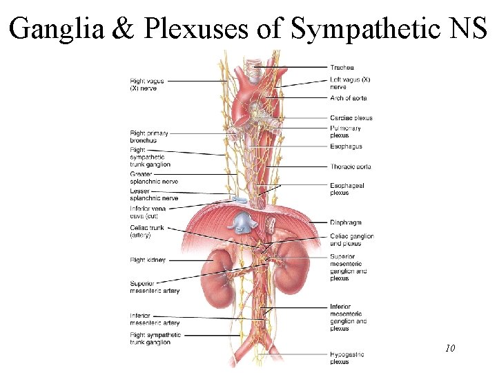 Ganglia & Plexuses of Sympathetic NS 10 